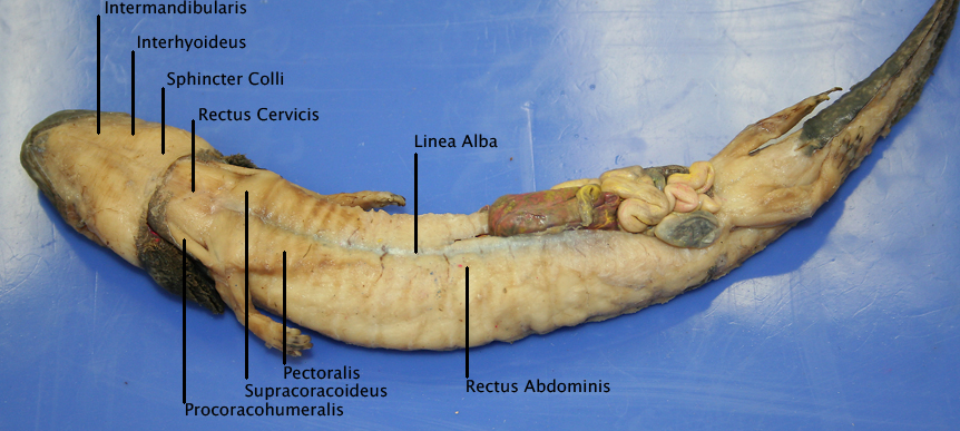 Comparative Anatomy Atlas