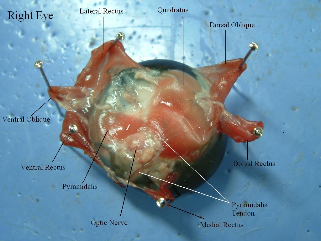 eye muscles