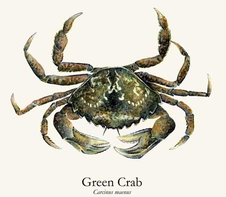 green crab