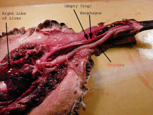 Alligator Digestive System