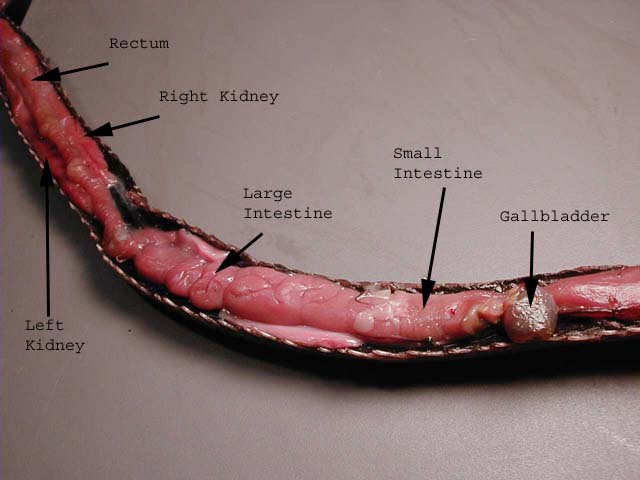 Digestive