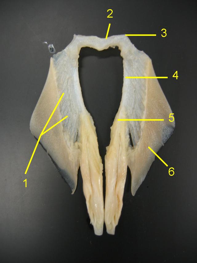 shark skeleton labeled