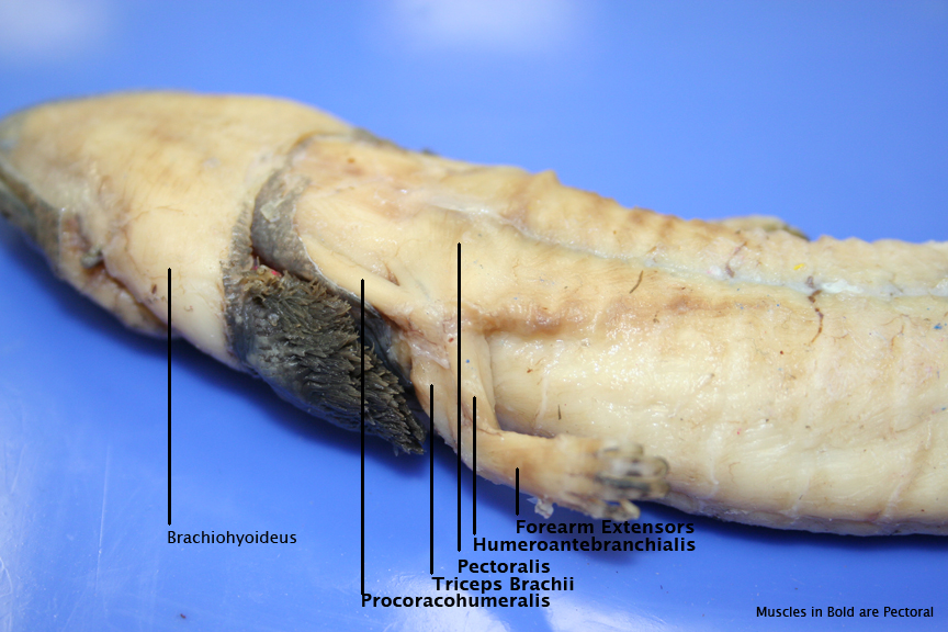 Comparative Anatomy Atlas