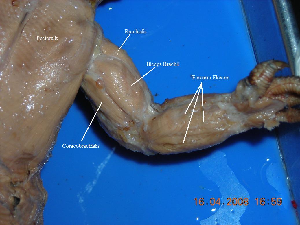 Brachium