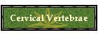 Cervical Vertebrae
