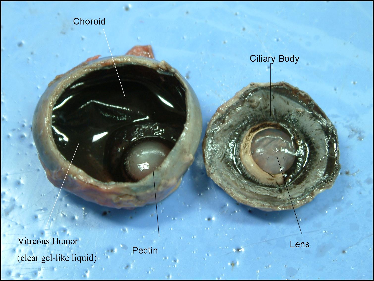 Ciliary+muscle+function
