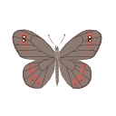 butterfly dark