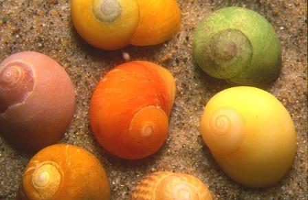 periwinkle snail