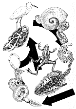 trematode life cycle