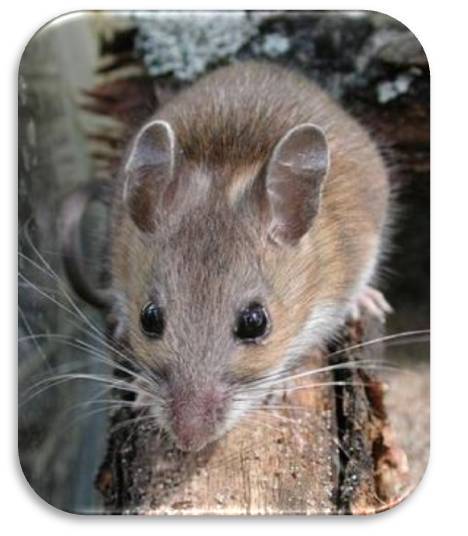 old-field mouse