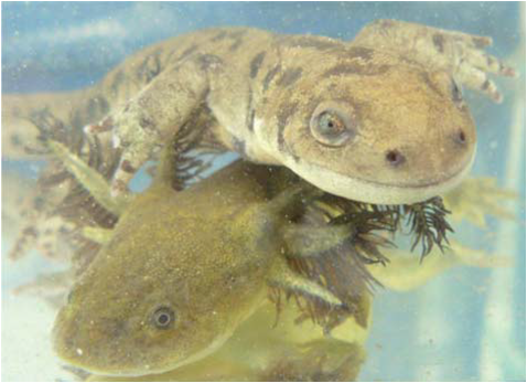 salamanders