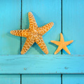 starfish