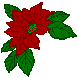 poinsettia