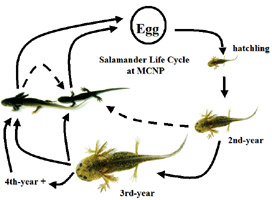 Salamander Life cycle at MCNP
