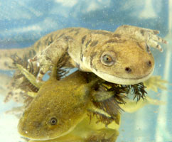 Metamorphic and paedomorphic tiger salamanders