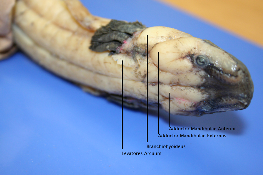 Comparative Anatomy Atlas