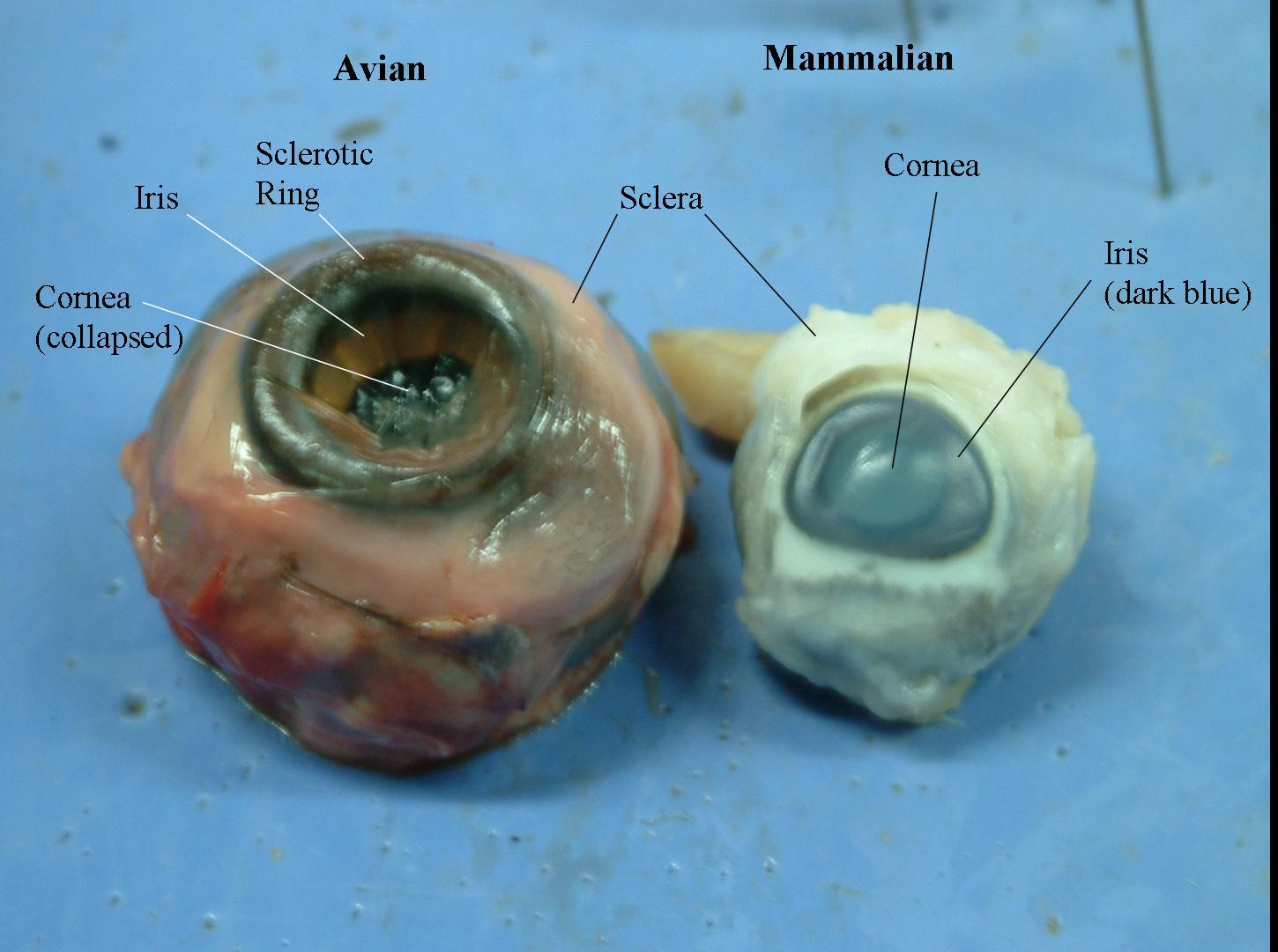 Eyes in Mammals