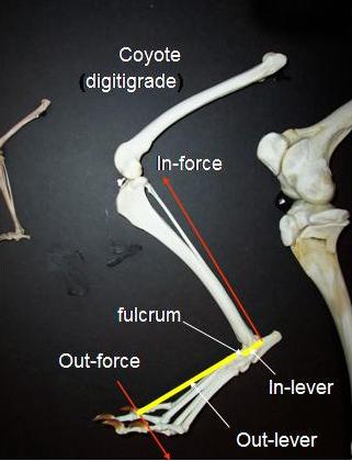 Coyote Biomechanics