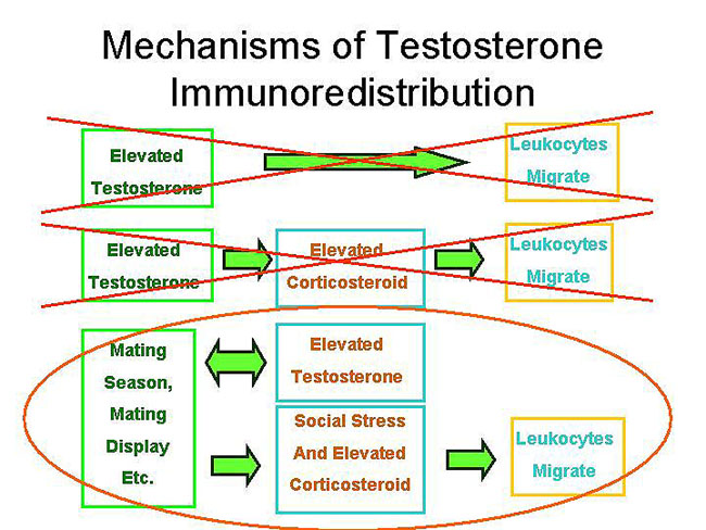 Testosterone Injections And Immune System