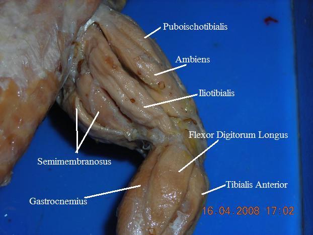 Hindlimbback