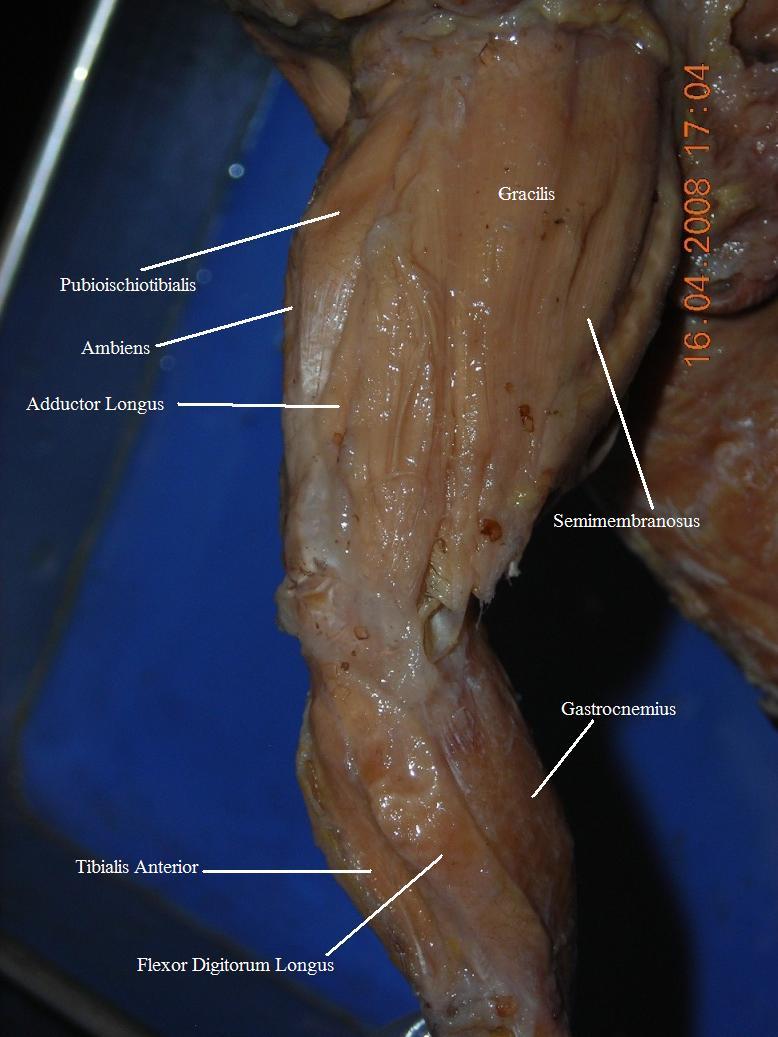 InsideHindlimb