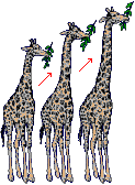 giraffes