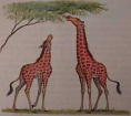 giraffes