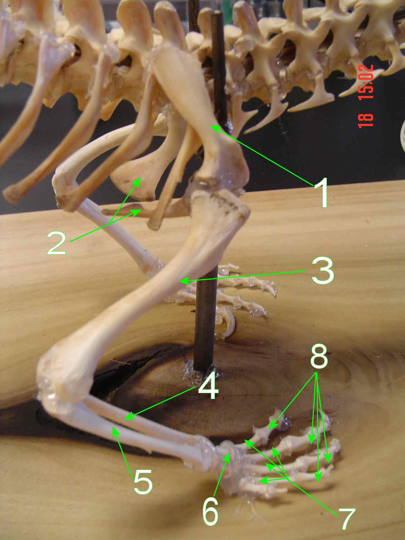 Right pectoral girdle and forelimb bones of Thescelosaurus sp. (NCSM