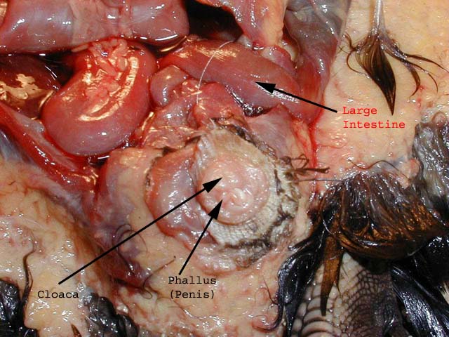 male chicken cloaca