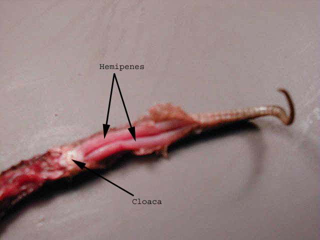 snake external anatomy