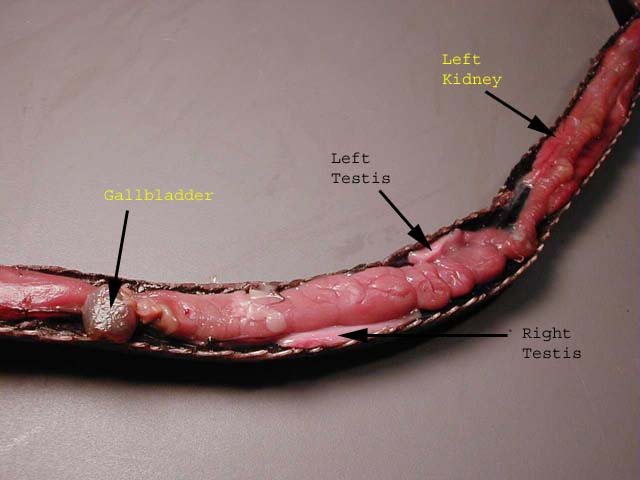 snake external anatomy